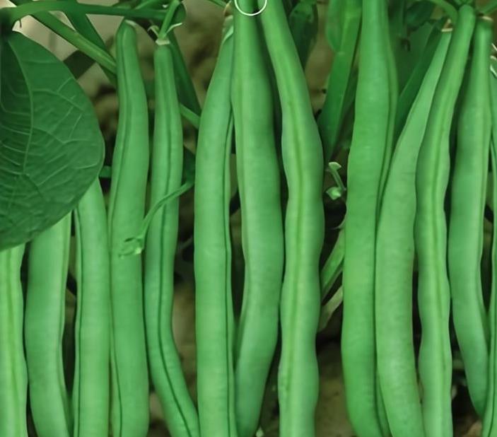 四季豆常见的虫害有哪些，如何防治?
