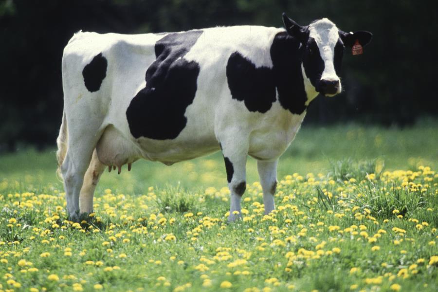 牛的皱胃分布消化腺的作用是什么？