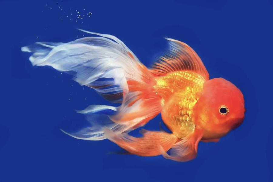 鱼缸的大小和水泡金鱼生长的速度有关系吗?
