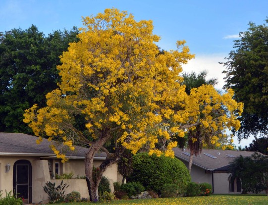 黄花风铃木是什么植物，有什么形态特点 ？