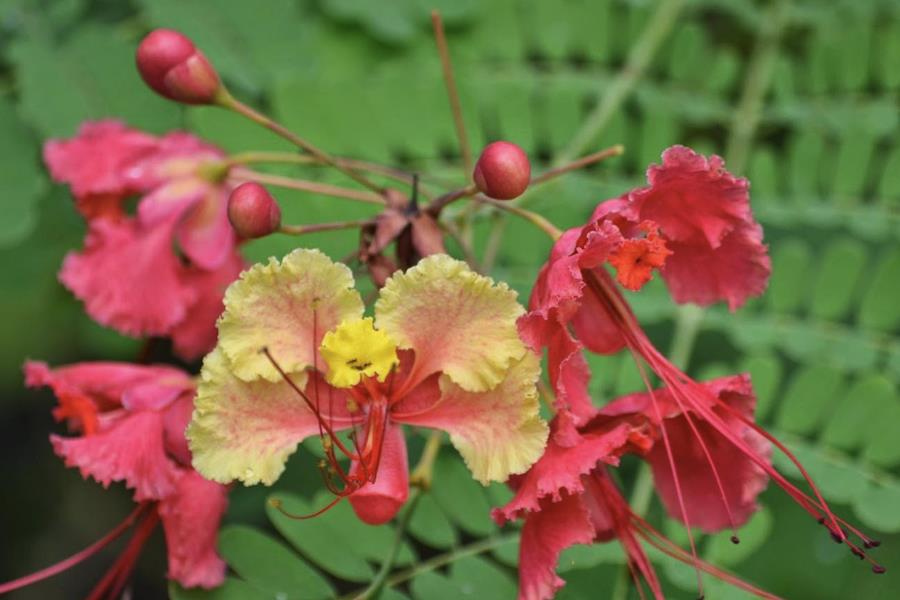 蓝花金凤花花朵有什么特点，花期在什么时候？