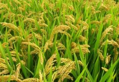 日光温室番茄种植方法，详细大全，种植户建议收藏