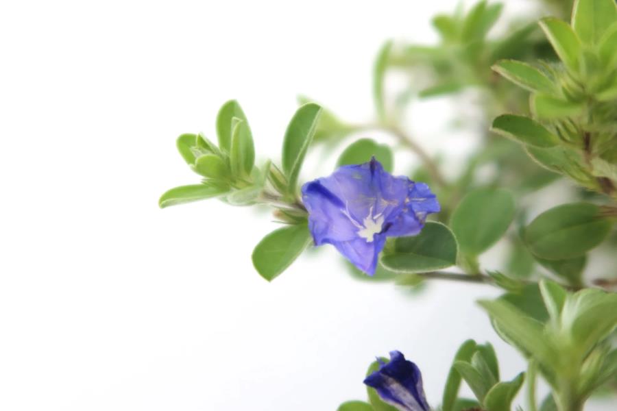 蓝星花的种子有什么特点，怎么收集?