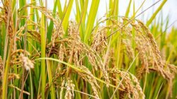 茄子、生菜、青花菜高效种植