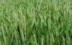 秋播期小麦病虫害防治