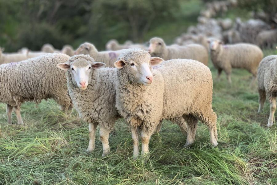 林肯綿羊的繁殖能力怎么样？