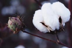 三个适宜棉花产业结构调整的新品种