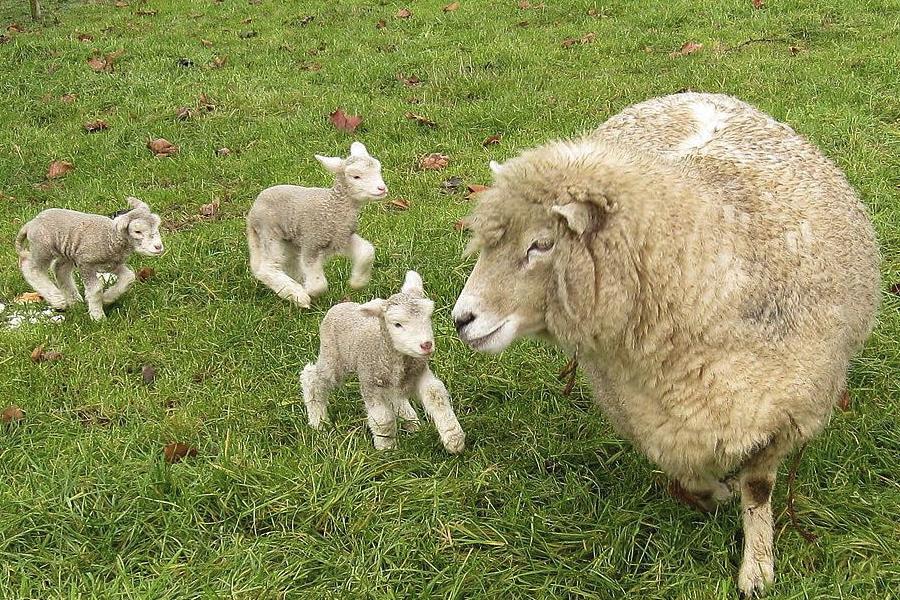 罗姆尼羊的产地和育种史？