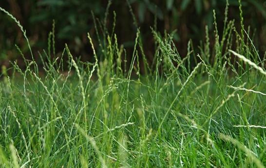 禾本科类牧草的粗纤维含量如何?