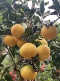 葡萄柚种植注意什么