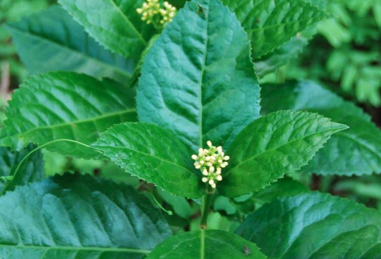 红果金栗兰的寿命多久，可以在室内种植吗？