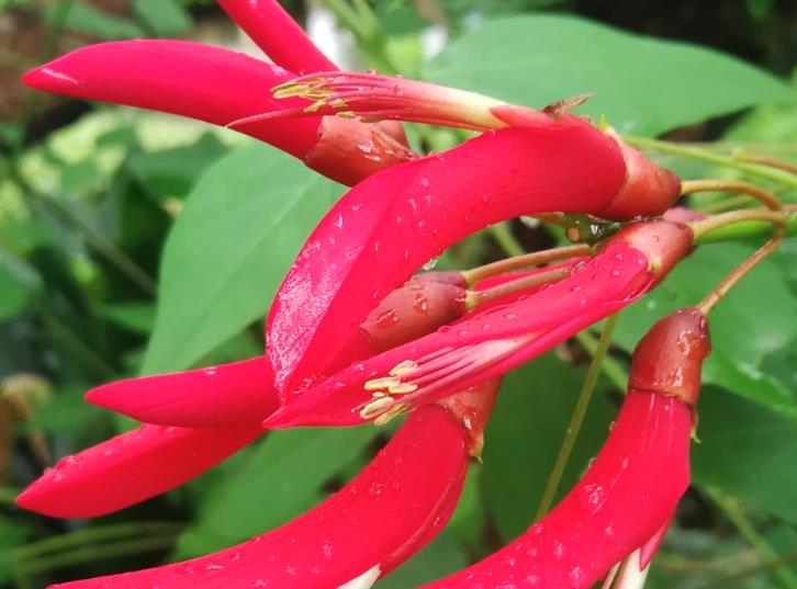 龙牙花日常修剪和维护？