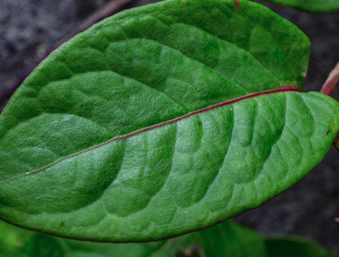 乌饭树叶蓼对生长环境有什么要求？