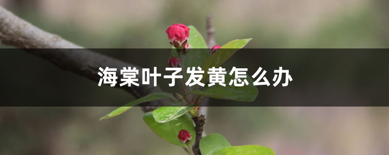 海棠叶子发黄怎么解决，怎么处理