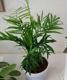 椒草家庭种植技巧