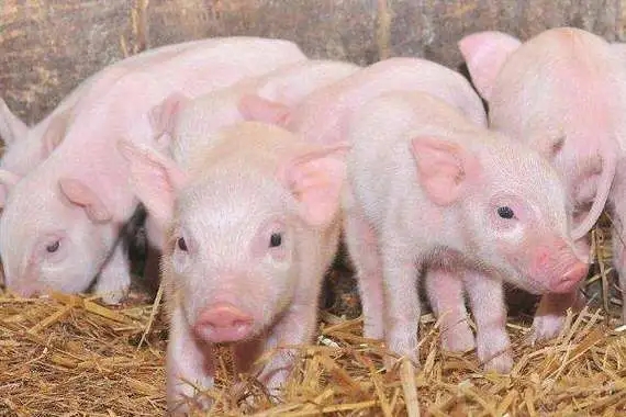 母猪饲养中必须关注的8个小问题。