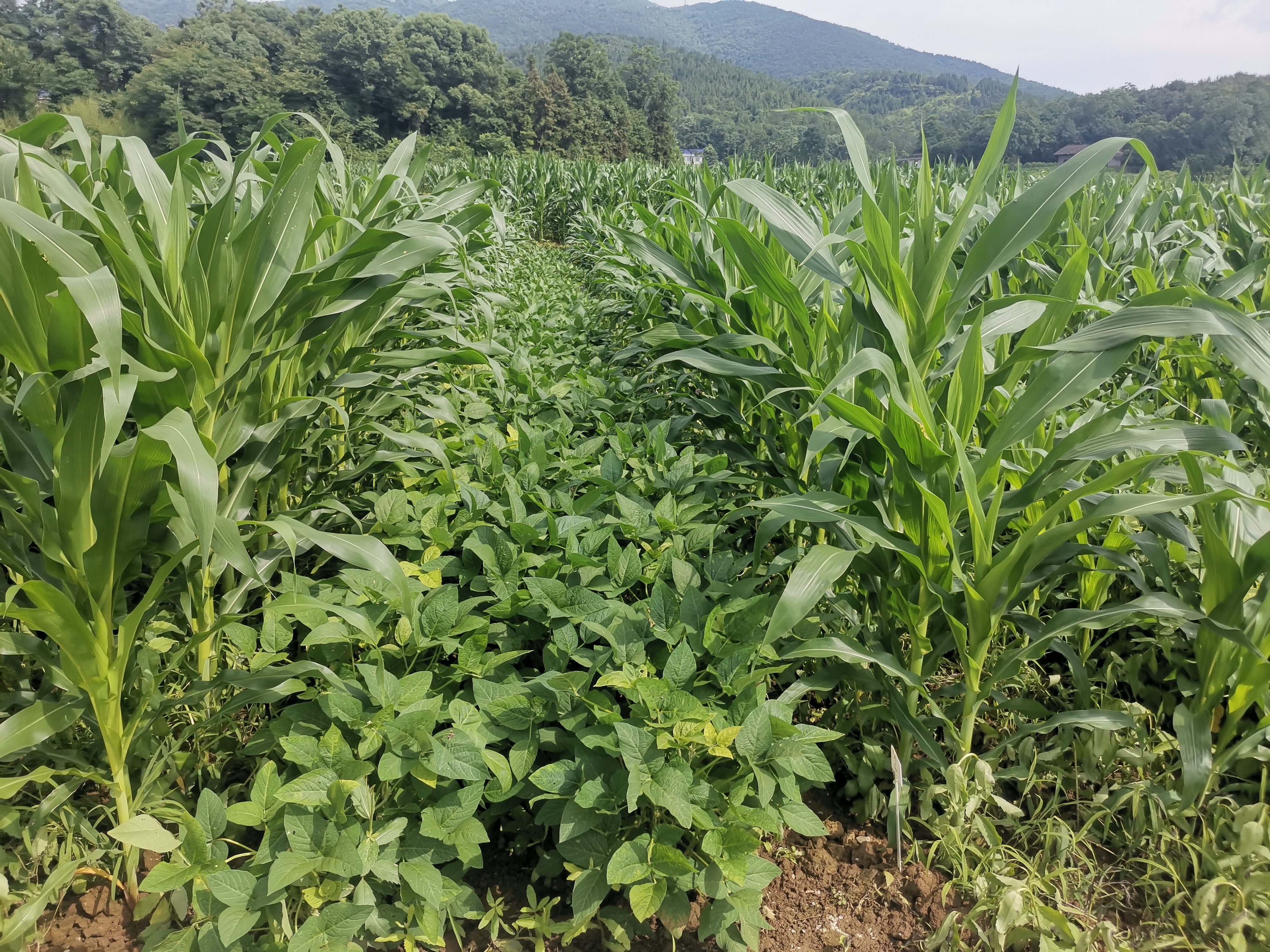 2024年大豆玉米带状复合种植病虫害防控技术最新方案