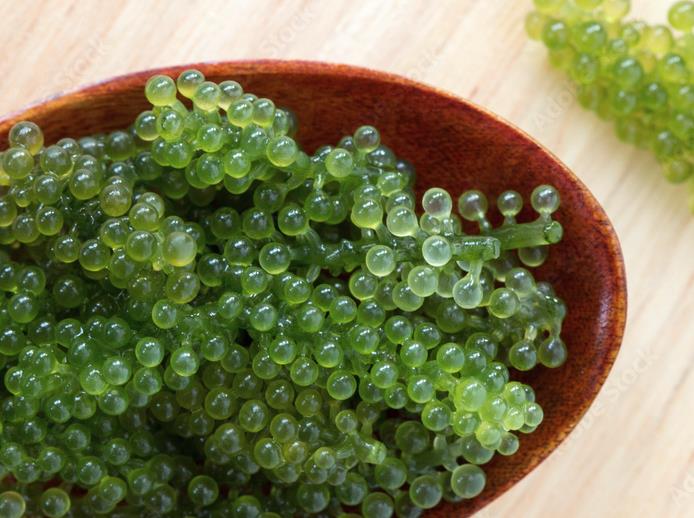 长茎葡萄蕨藻需要什么生长环境？