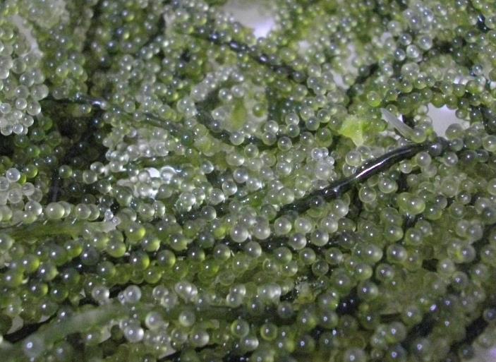 长茎葡萄蕨藻对盐度和温度有什么要求？