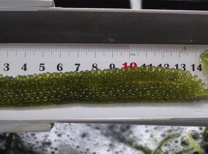 长茎葡萄蕨藻的生长速度和周期怎么样？