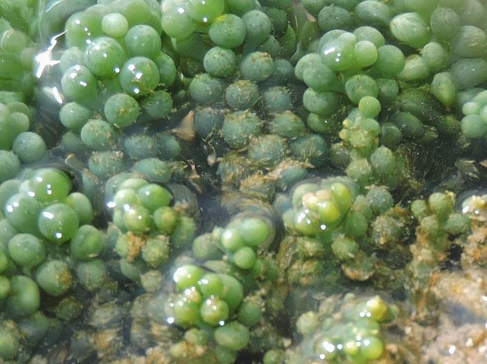 长茎葡萄蕨藻的口感风味如何？