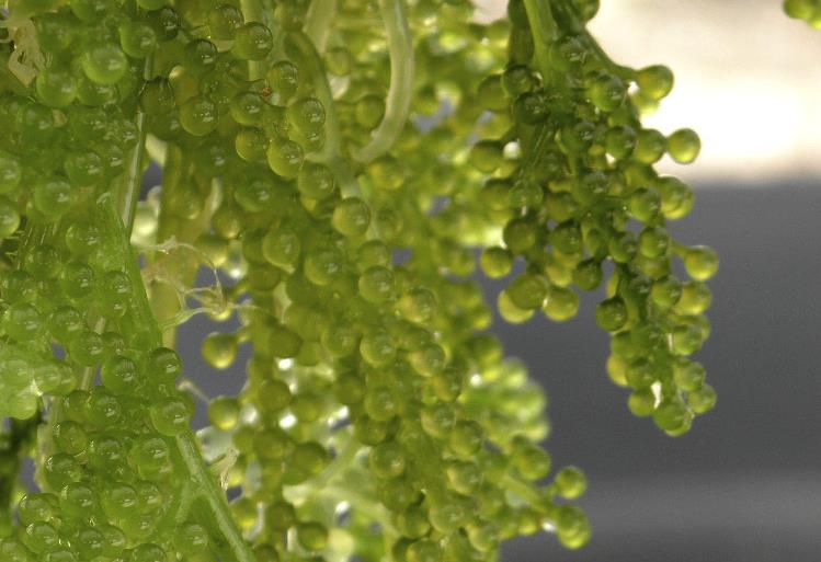 长茎葡萄蕨藻繁殖能力怎么样？