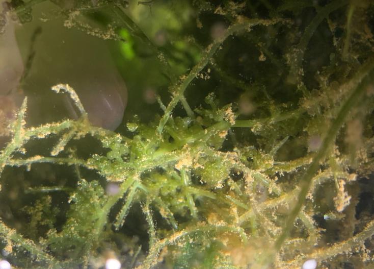 长茎葡萄蕨藻的成熟标志是什么？