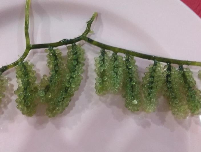长茎葡萄蕨藻的生态价值怎么样？