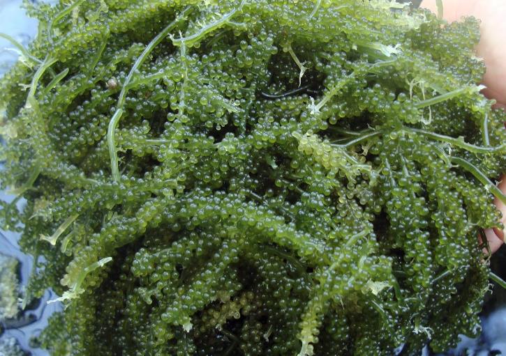 长茎葡萄蕨藻需要什么样的水质？