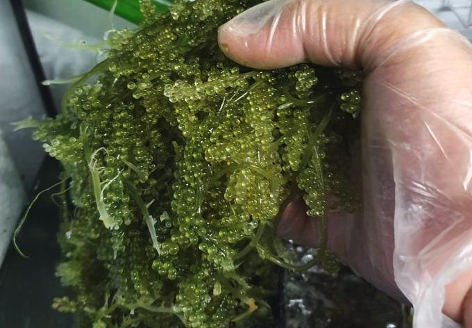 长茎葡萄蕨藻的生态价值介绍？