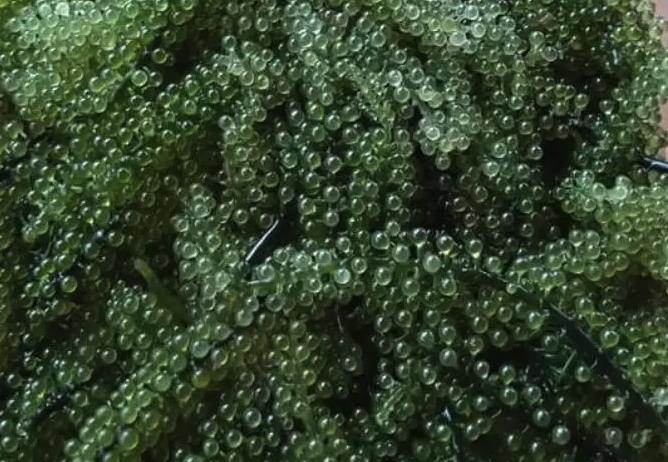 长茎葡萄蕨藻怎么采摘？