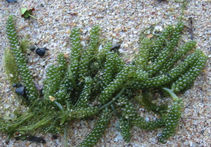 长茎葡萄蕨藻对海洋深度有什么要求？