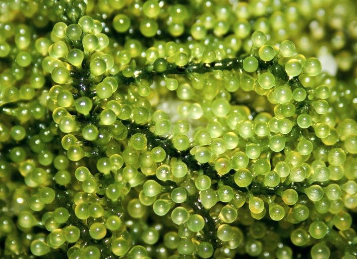长茎葡萄蕨藻的藻床有什么特点？