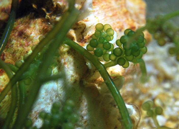 长茎葡萄蕨藻需要烹饪才能食用吗？