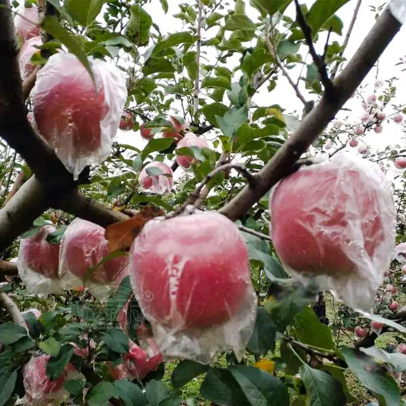 苹果种植技巧之苹果套膜袋和纸袋有什么区别？