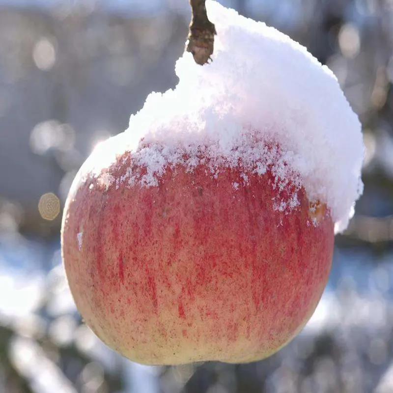苹果种植技巧之苹果为什么在霜降之后更甜？