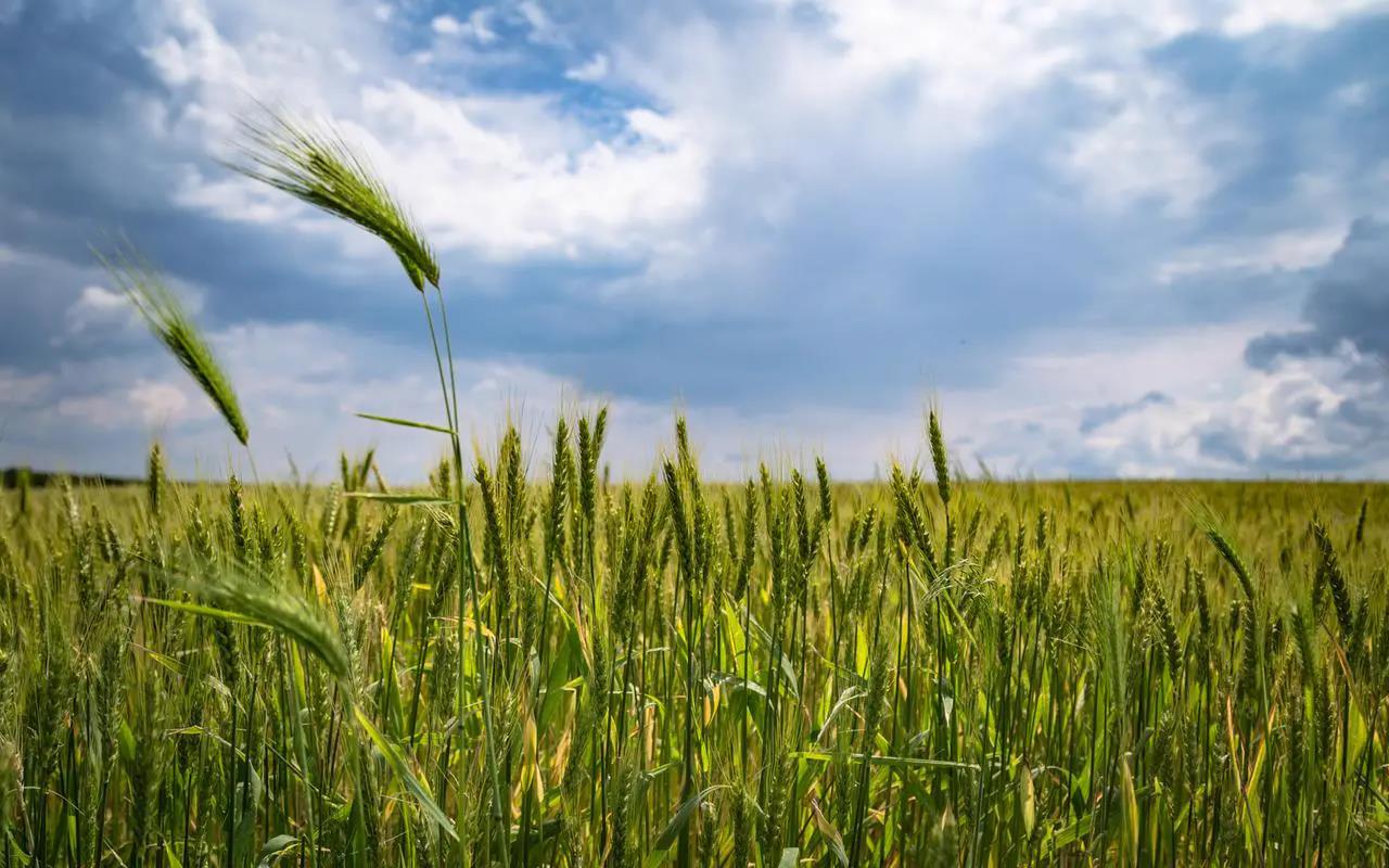 小麦怎么施肥？如何进行小麦根外追肥?