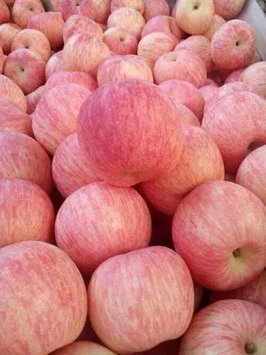 苹果种植技巧之为什么苹果可以催熟？