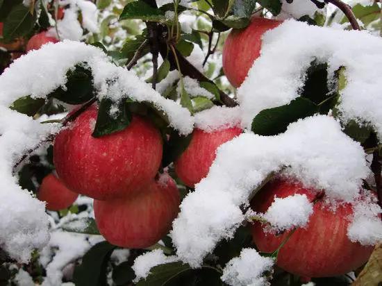 苹果种植技巧苹果怕冻吗?苹果最低可以耐多少度？