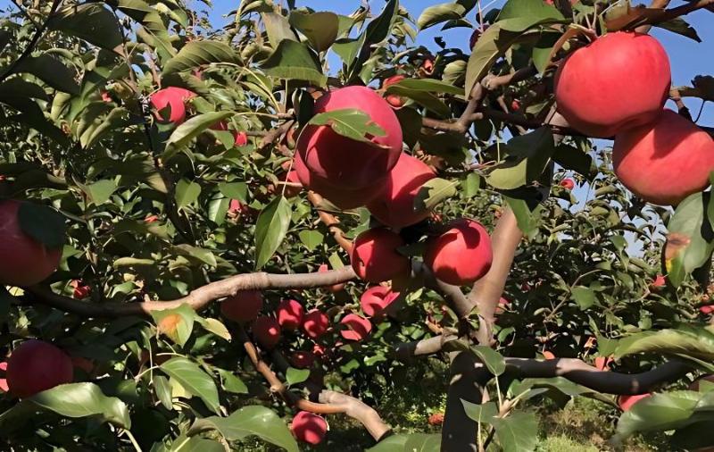 苹果种植技巧之苹果树龄多少年的最好？