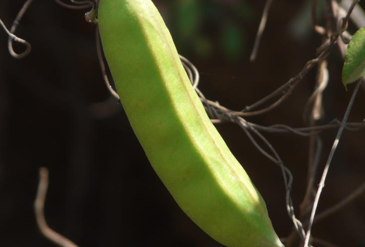 刀豆的生长周期和成熟标志？