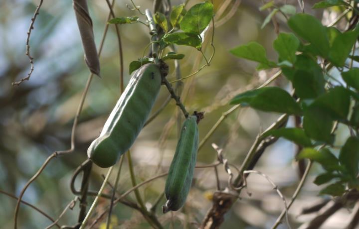 刀豆是固氮植物吗？