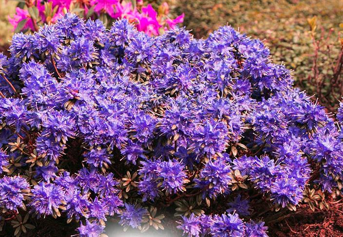紫蓝杜鹃的观赏价值怎么样？