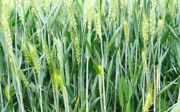 小麦种植技巧之春季小麦施肥什么时候最合适？