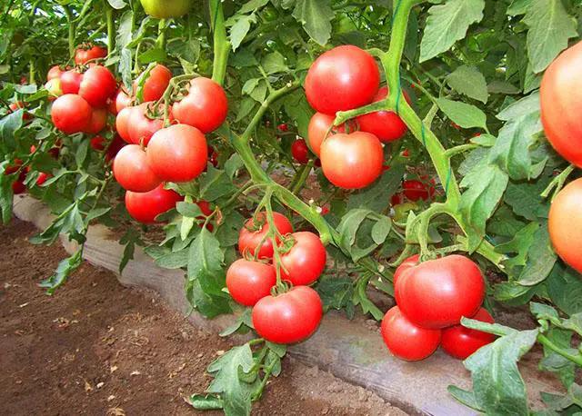 西红柿种植户必须知道的夏季西红柿常见生理病害和防治方法