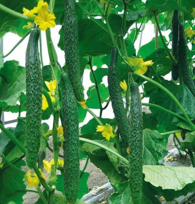 黄瓜种植技巧之黄瓜种植过程中控制好四要素