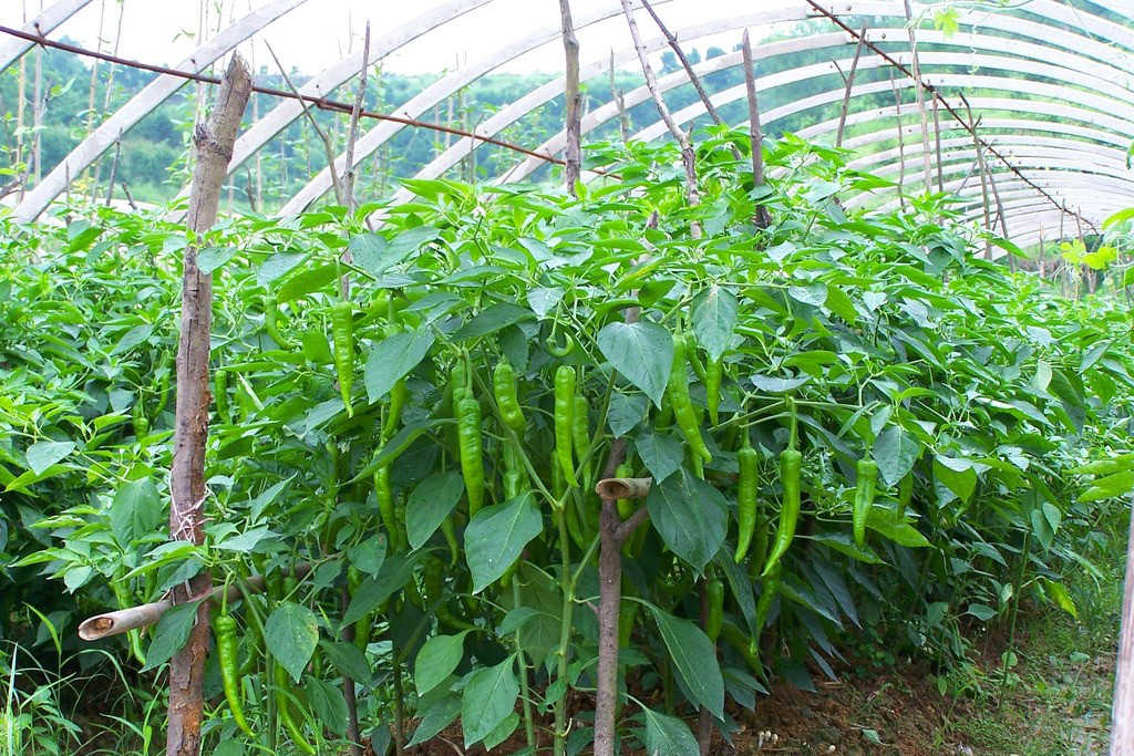辣椒种植技巧之大棚种植青椒如何防止烂果