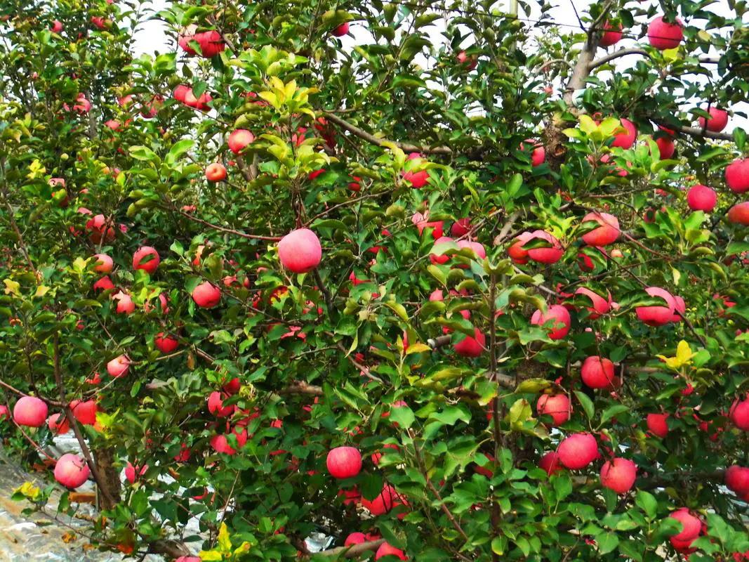 苹果种植户夏季如何预防病害及灾害天气官方指南