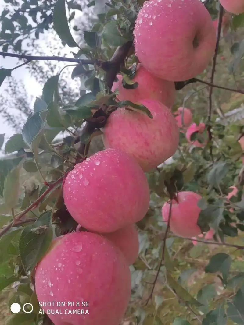 苹果采摘后苹果园清园的方法