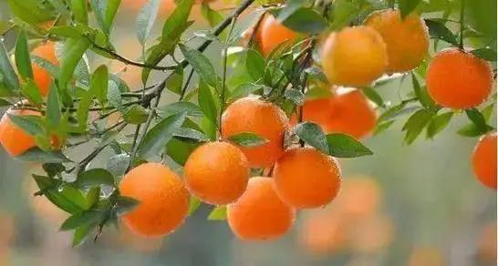 解密柑橘打蜡是怎么回事？